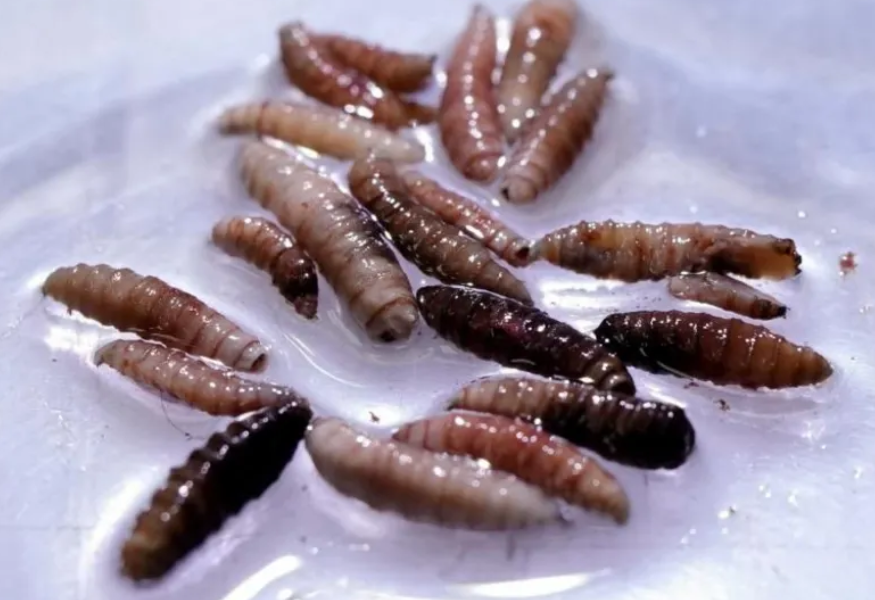 Larvae of the screwworm fly collected from infected cows/ Photo File Reuters
