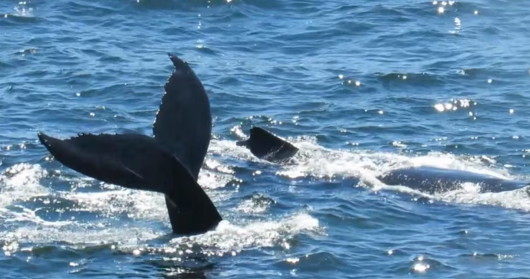 Tourists gather at St. Vincent's Beach to watch humpback whales swimming near the shore. (Photo courtesy of Ron O'Toole.)